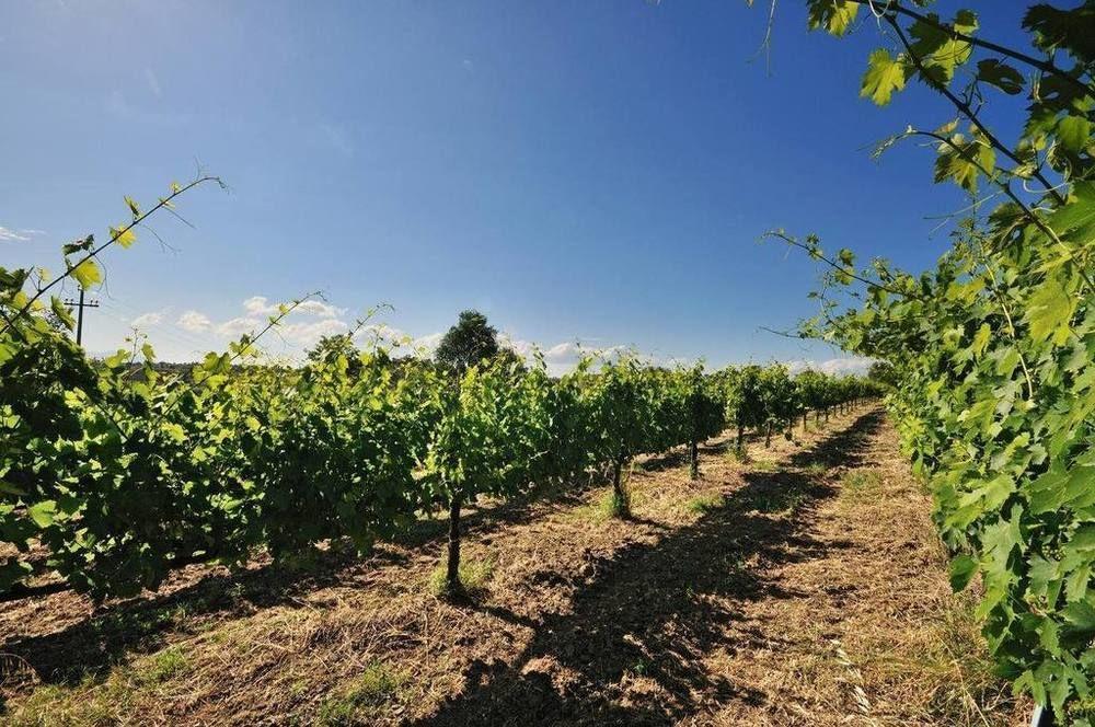 Agriturismo Casale Contessa Montebuono  Eksteriør bilde